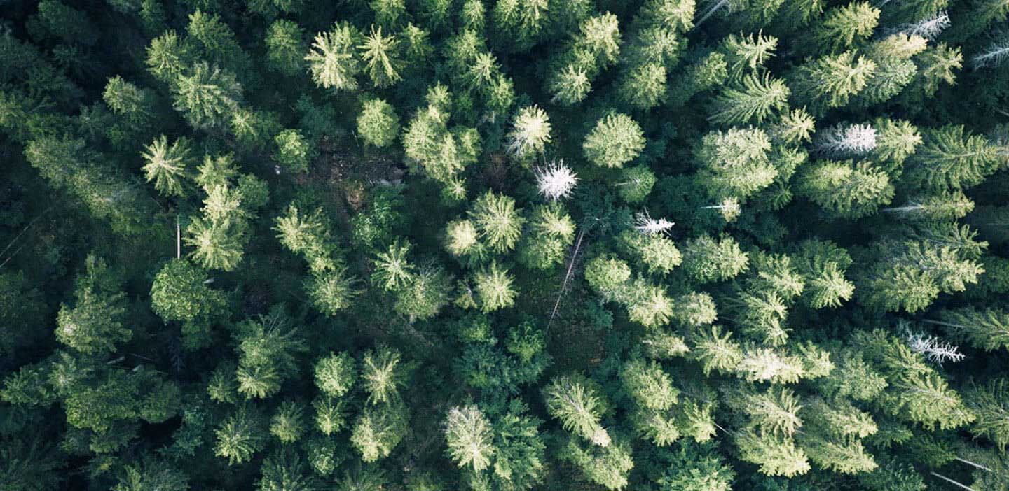 View of forest from above