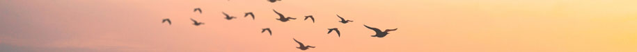 Background of Sarah's headshot, a flock of birds